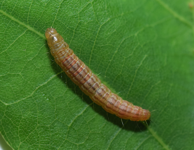 Acrobasis.... Acrobasis sodalella, Pyralidae